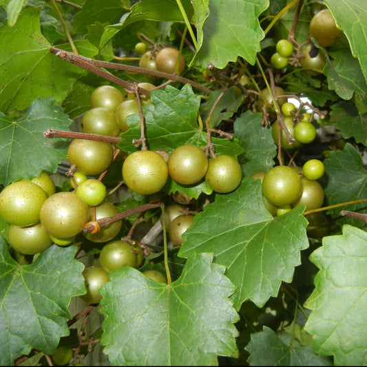 Jane Bell Muscadine Vine – fruit plant
