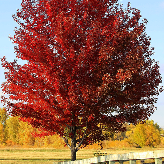 Sun Valley red maple tree with upright growth and green foliage