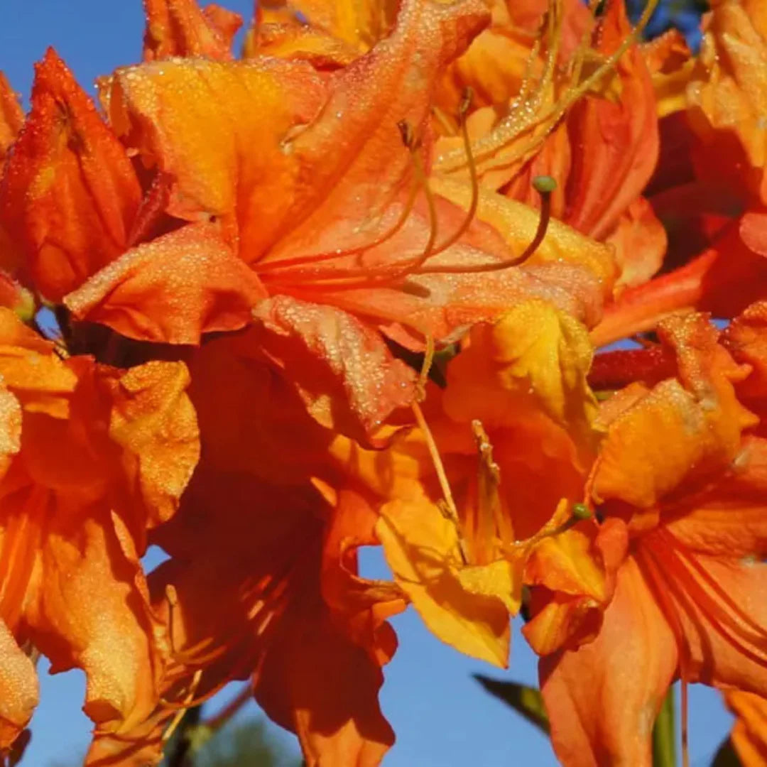 homeandgardensforless.com