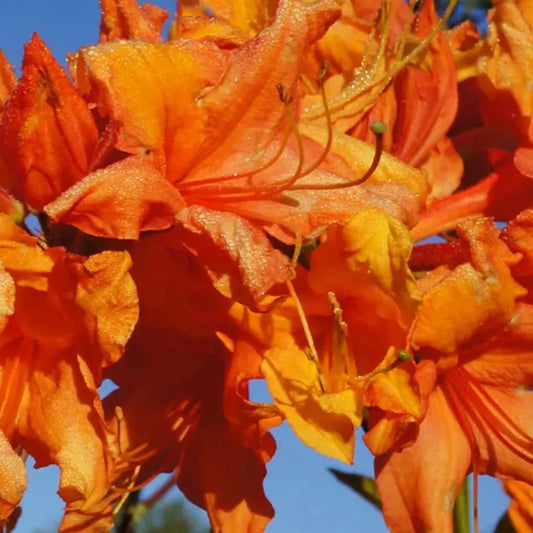 Colorful Solar Glow azalea flowers displaying vibrant orange tones in spring bloom