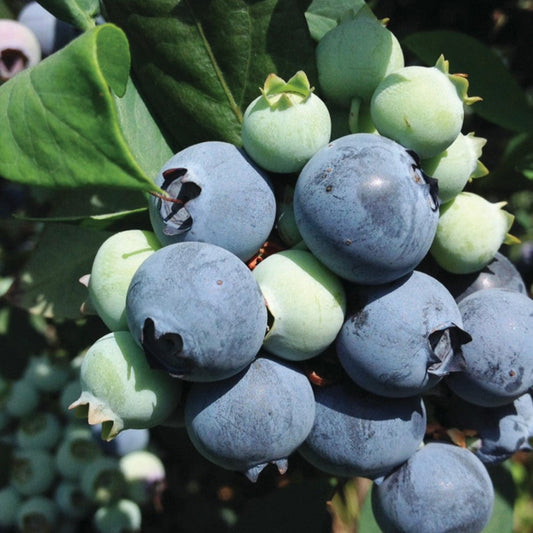 Suziblue Southern Highbush Blueberry Plant – shrub