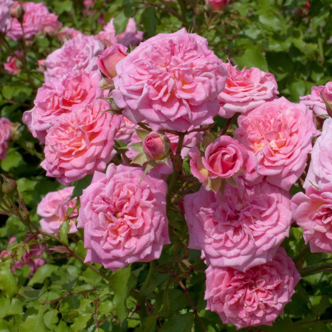 Sweet Drift Rose spreading low with soft pink blooms