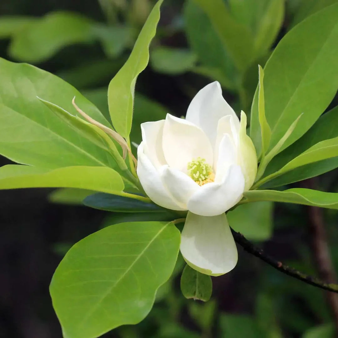 Sweetbay magnolia native tree white blooms