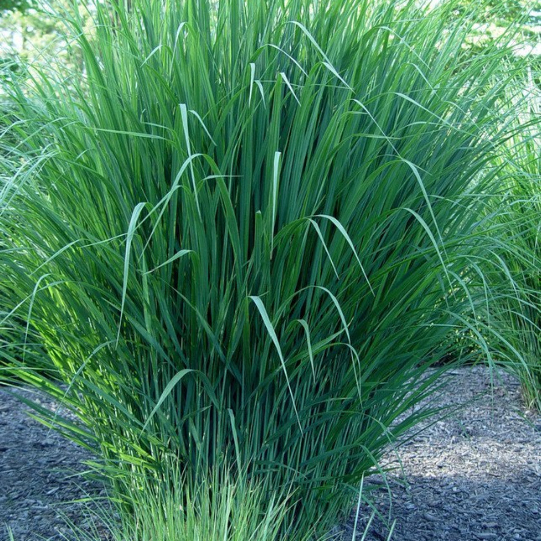 Northwind Switchgrass plant in garden