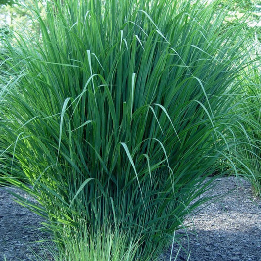 Northwind Switchgrass plant in garden