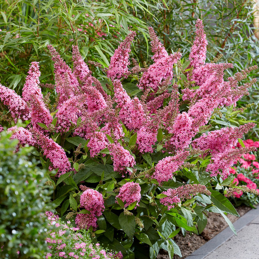 Li'l Taffy Butterfly Bush – shrub