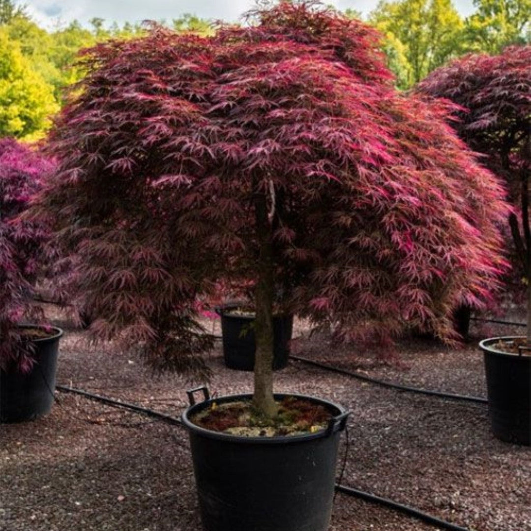 Detailed view of Tamukeyama Japanese Maple highlighting its deep maroon foliage