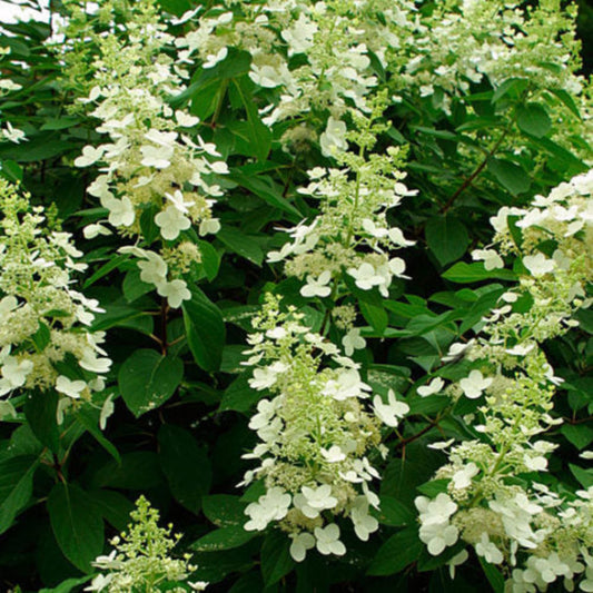 Blooming Tardiva Hydrangea with Tall Stems and Bright Green Leaves