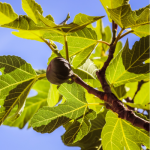 Early growth stage of Texas Everbearing Fig Tree