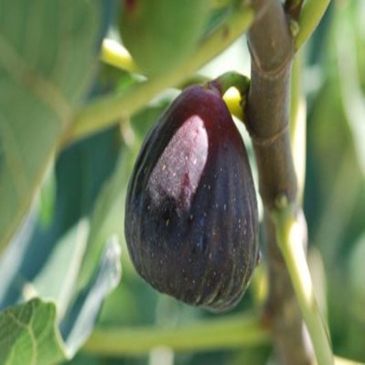 Compact Texas Everbearing Fig Tree in garden space
