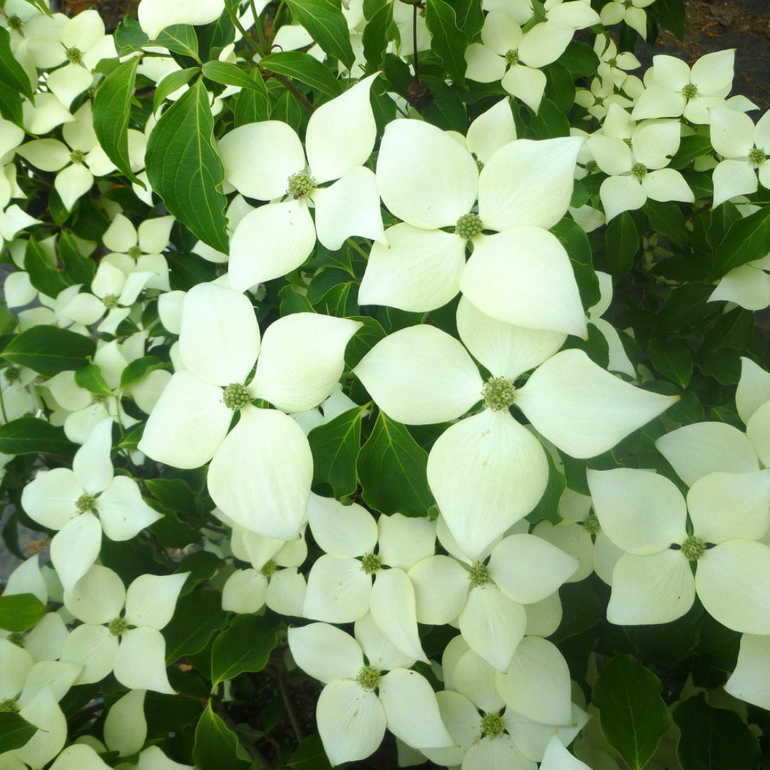 Cornus kousa Greensleeves flowering dogwood tree