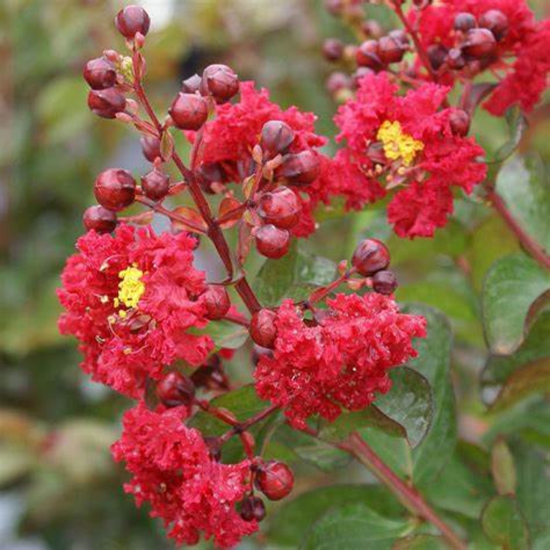 Lagerstroemia Dynamite Crape Myrtle planted near driveway