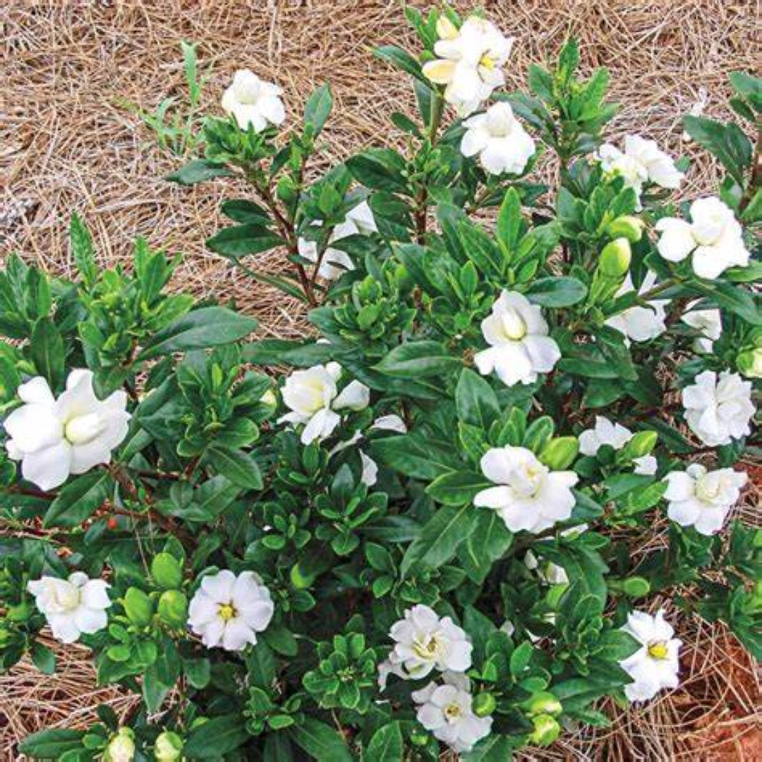 Double Mint Gardenia blooming in the landscape with multiple white flowers.