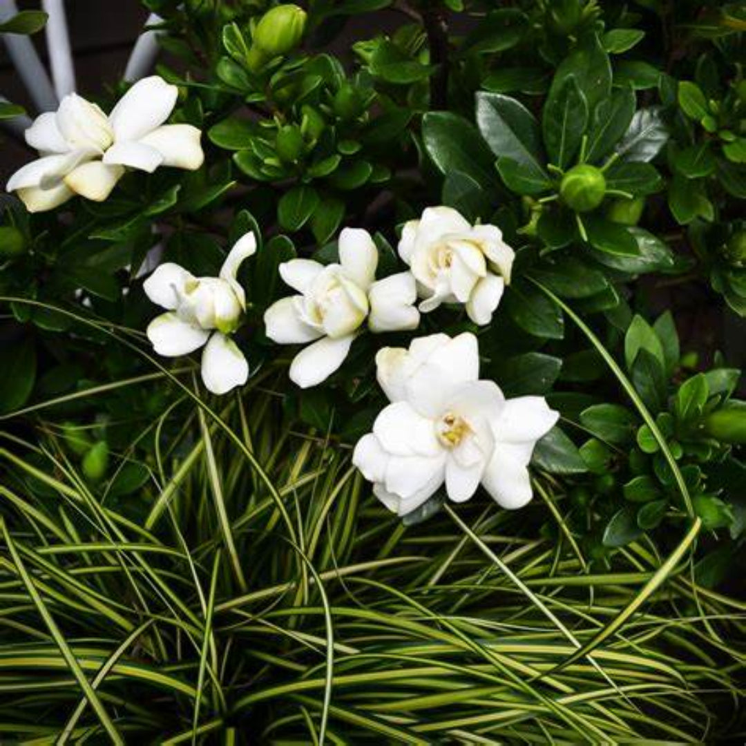 Double Mint Gardenia cluster of double white blooms captured in detail.