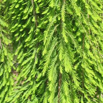 Fresh Reliance Red Seedless Grapes on the Plant