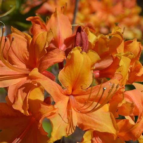 Stonewall Jackson azalea plant form displaying branching structure and dense growth habit