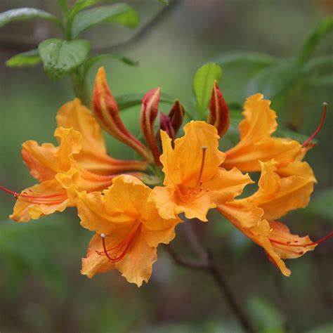 Native Stonewall Jackson azalea in landscape setting highlighting natural shrub shape