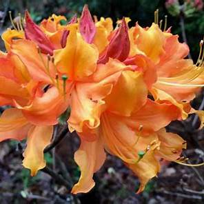 Plant size guide showing gallon container scale for Stonewall Jackson native azalea