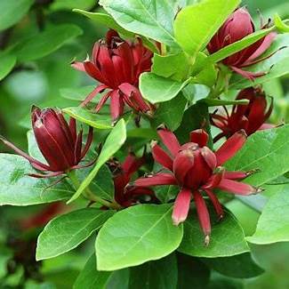 Sweetshrub plant with reddish brown blooms and dense rounded shape