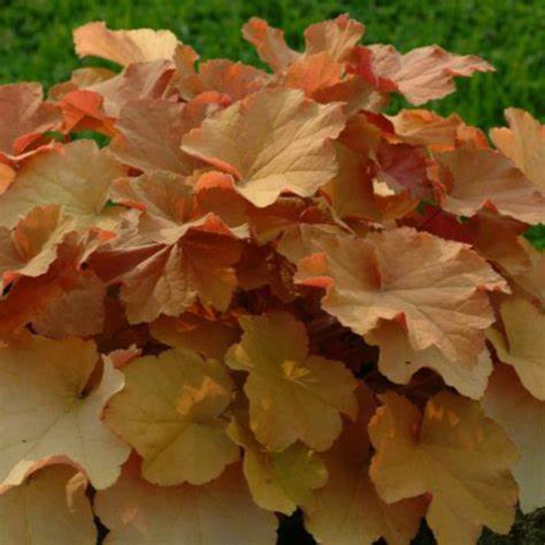 Heuchera × villosa ‘Caramel’ Coral Bells - [EG]