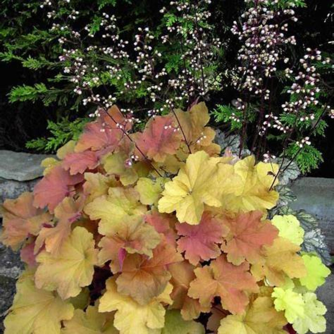 Heuchera × villosa ‘Caramel’ Coral Bells - [EG]