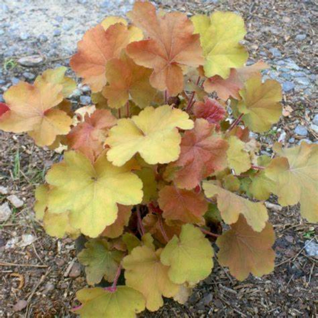Heuchera × villosa ‘Caramel’ Coral Bells - [EG]