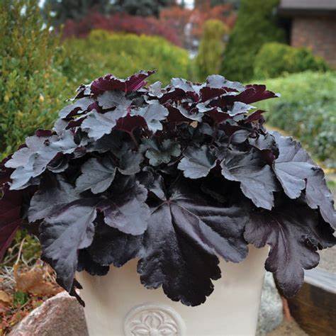 Heuchera Primo Black Pearl Coral Bells