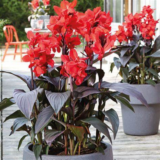 Canna 'Cannova Bronze Scarlet' Lily – evergreen shrub