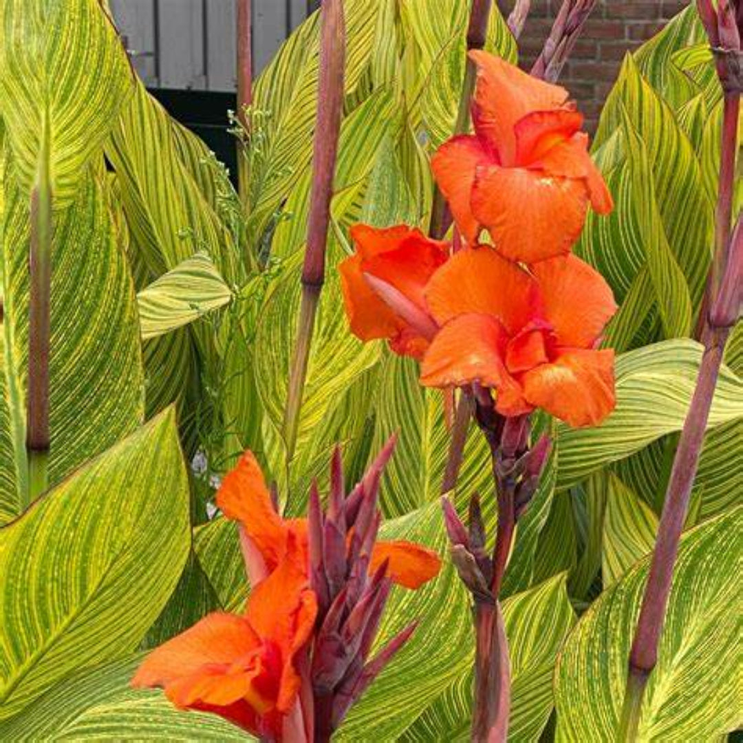 Canna 'Pretoria' aka 'Bengal Tiger' Canna Lily – flowering shrub