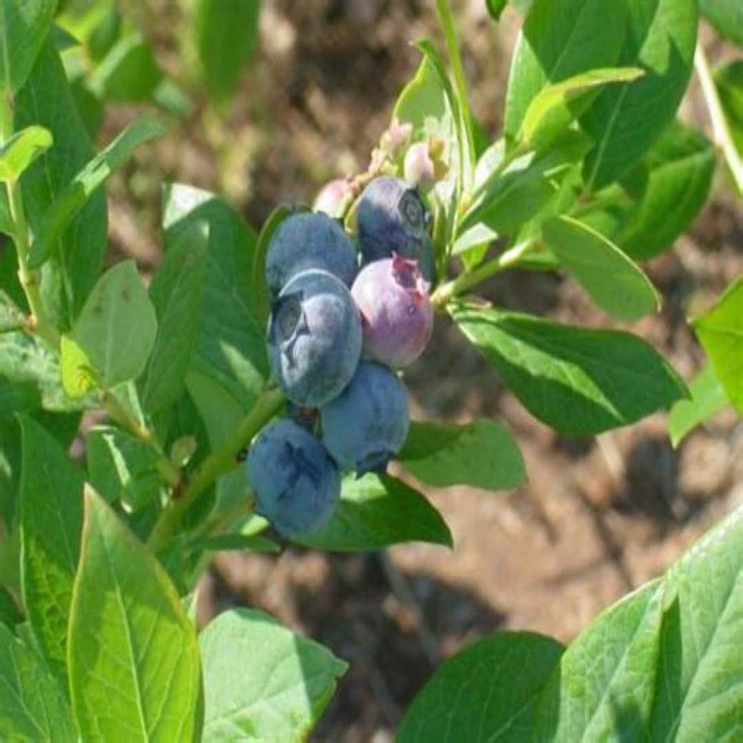 Close-up of healthy blueberry leaves on a Suziblue blueberry bush