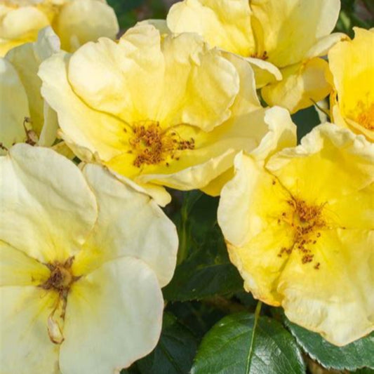Soft yellow clusters highlight Easy Bee-zy Knock Out Rose