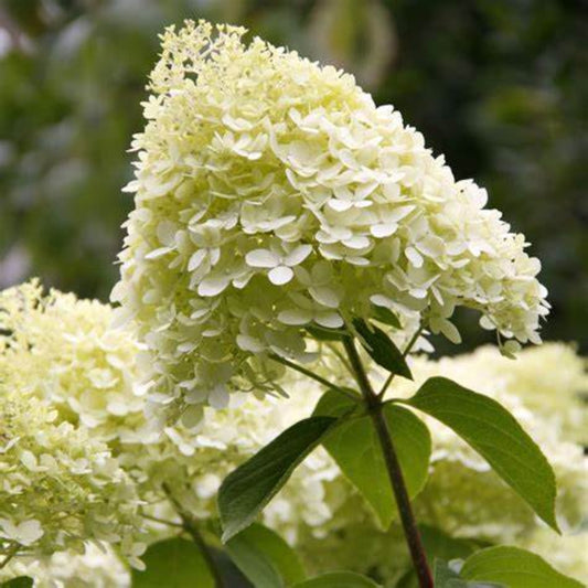 Silver Dollar Hydrangea with Bright Green Foliage