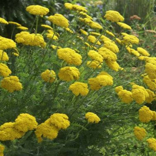 Achillea Coronation Gold Yarrow showing bright yellow flower clusters