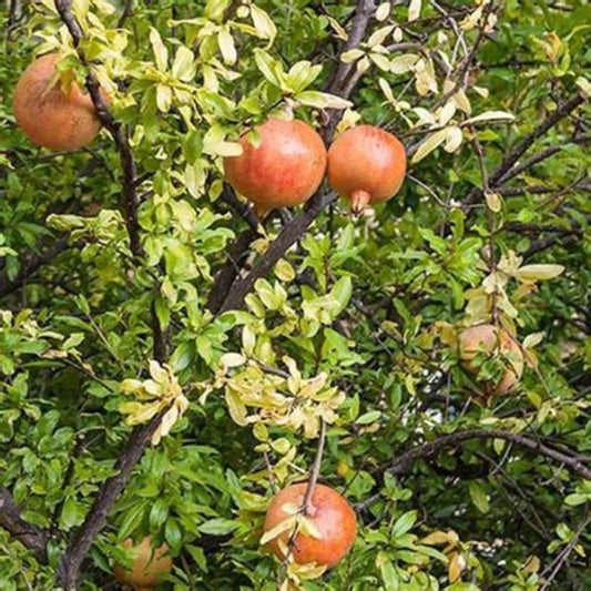 Russian 26 Pomegranate Tree – Cold Hardy Live Fruit Tree | Zones 6–9 live plant for landscaping and home gardens