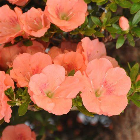 Rhododendron 'Wakaebisu' Azalea – flowering plant