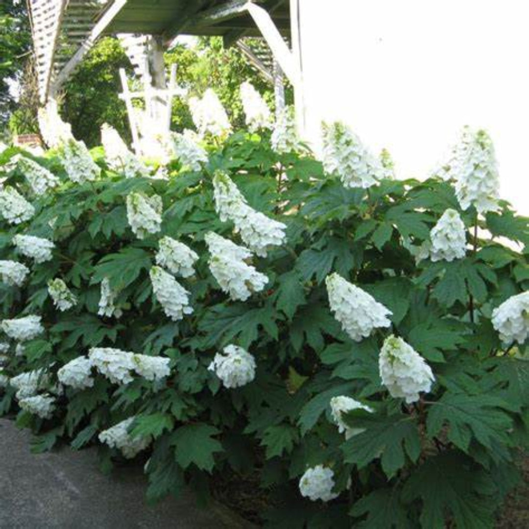 Oakleaf Hydrangea with Bold Green Foliage and Summer White Blooms