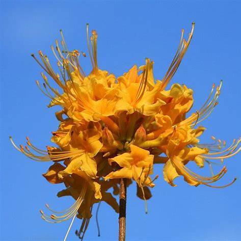 Rhododendron Austrinum Cheerleader Azalea