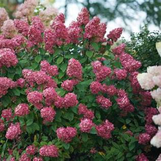 Light Hydrangea for Sale Bright Colorful Shrub