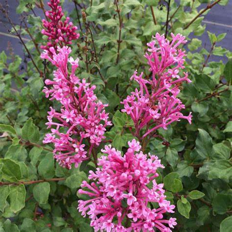 Close-up of Bloomerang Dwarf Pink Lilac blooms with fresh petals