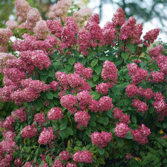 Fire Light Hydrangea Shrub Blooming in Summer