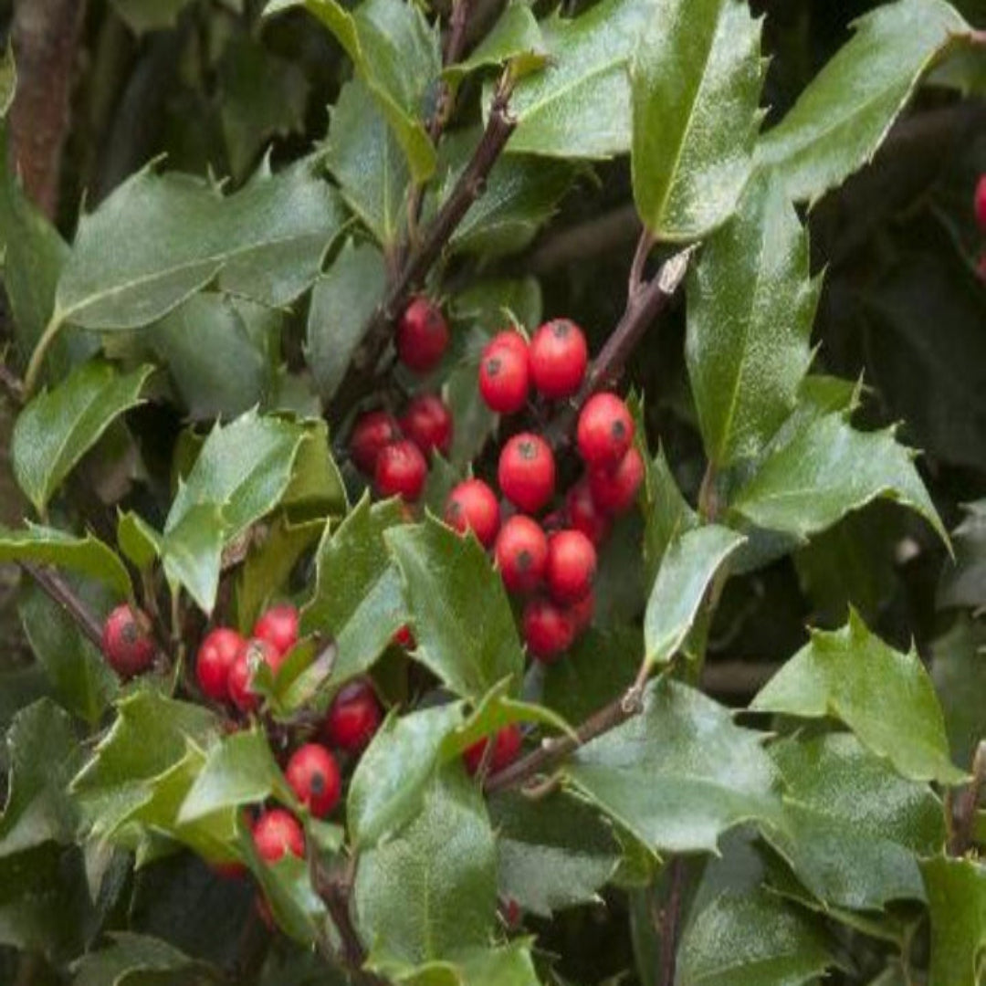 Close-up of Blue Girl Holly leaves showing glossy blue-green evergreen foliage