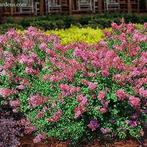 Reblooming pink lilac flowers on Bloomerang dwarf variety