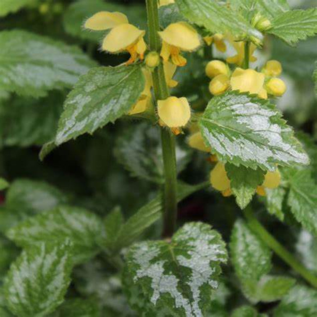 Yellow Archangel perennial flowering plant