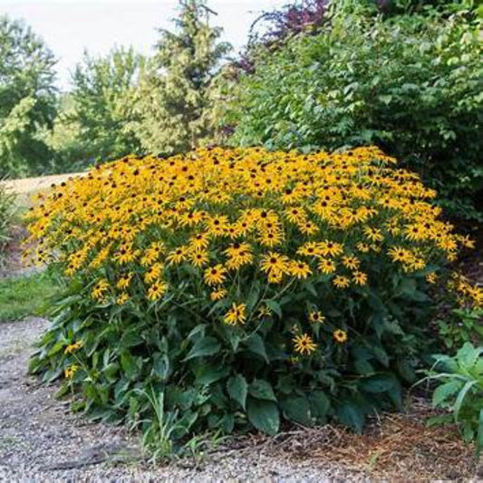 Rudbeckia Goldsturm yellow daisy flowers