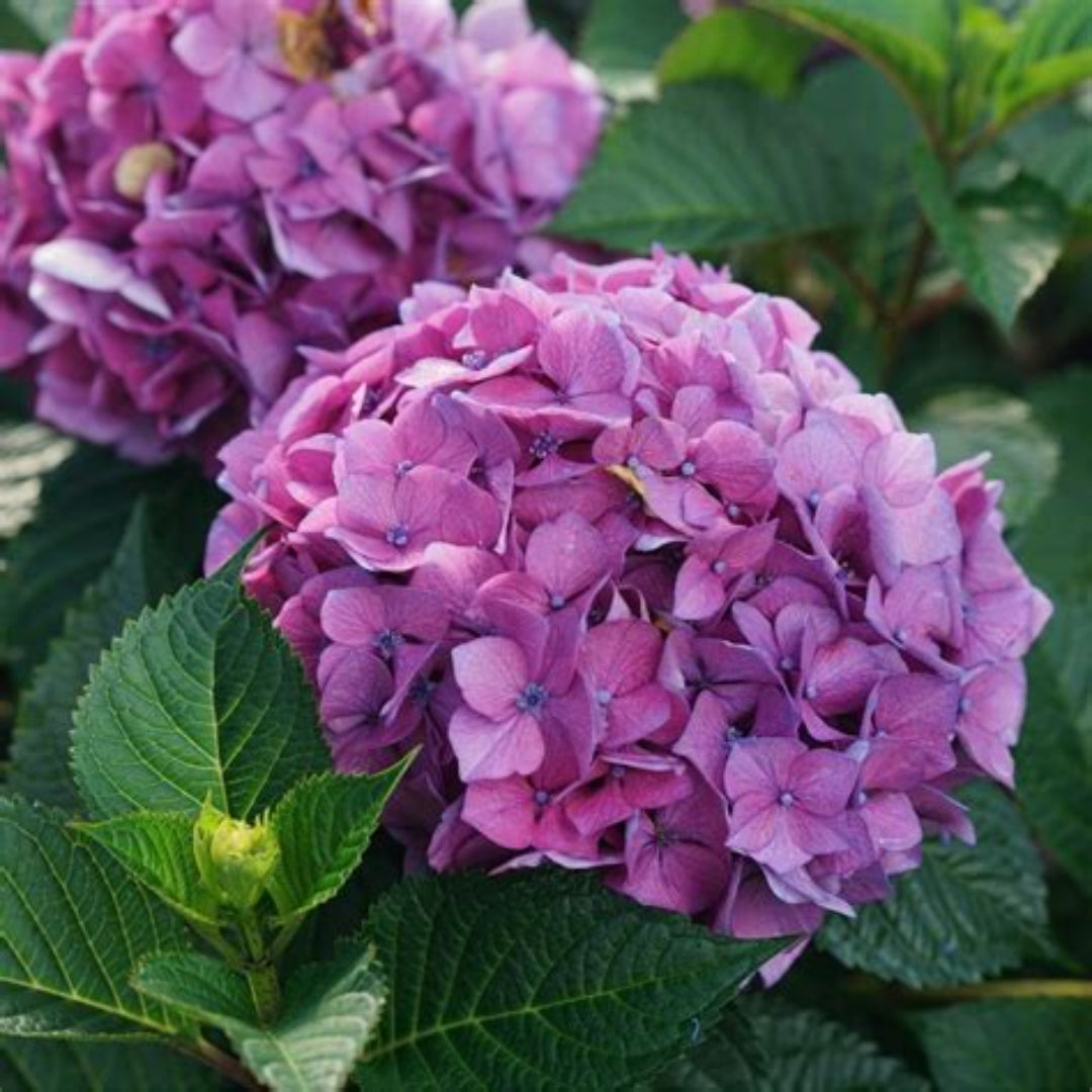Hydrangea Let’s Dance CanCan shrub displaying bright pink and purple blossoms