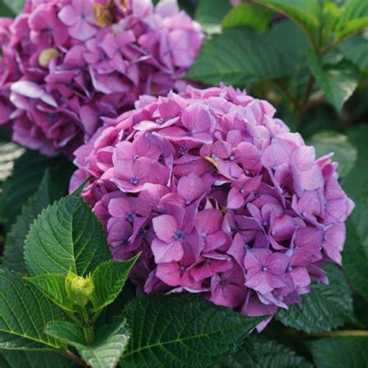 Hydrangea Let’s Dance CanCan shrub displaying bright pink and purple blossoms