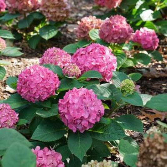 Pink Flowers of Let's Dance Arriba Reblooming Hydrangea