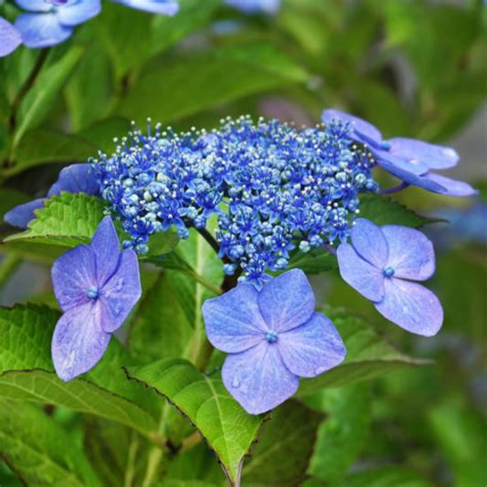 Hydrangea Macrophylla Dooley blooming in shaded spots