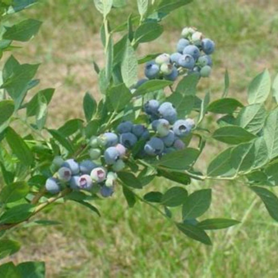 Blue Suede Blueberry plant close-up with ripening berries