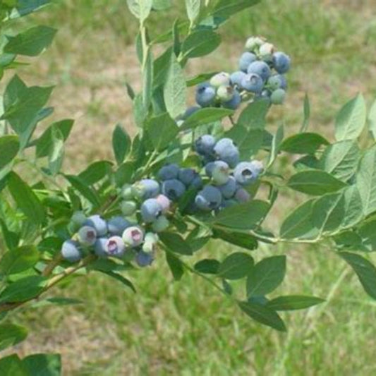 Blue Suede Blueberry plant close-up with ripening berries